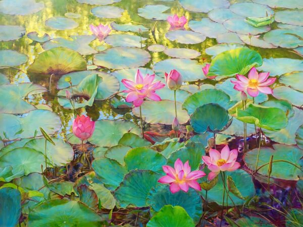 The Water Lilies and Lotus II – 200 x 150 cm Art Gallery